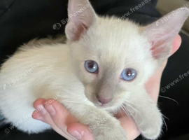 Last lilac siamese male kittens sparkling blue eyes