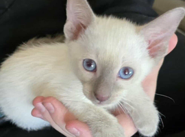 Beautiful pure last female siamese kitten available