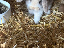 2 male rabbits