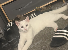 6 month old white kitten