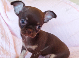 Tiny Chocolate Chihuahua puppies