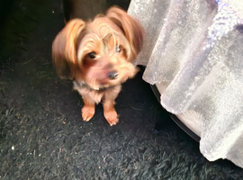 Yorkshire terrier
