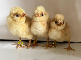 Crested bantam