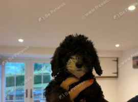 Last 2 stunning F1B miniature labradoodles