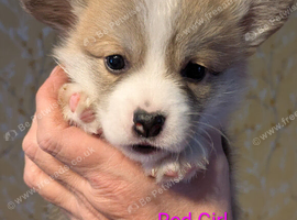 Gorgous dna clear pembs corgi pups