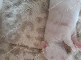 2week old puppies