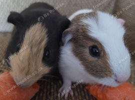 2 bonded boys rtl