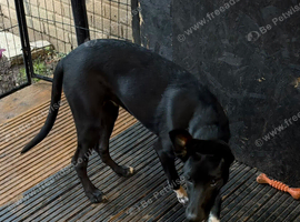 Belgian malinios cross Dalmatian pup