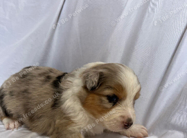 Australia shepherd