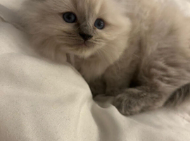 Pure Blue Pount Ragdoll Kittens 3 girls 2 boys (REDUCED)