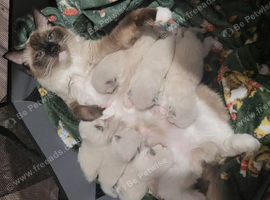 Boy and a girl pedigree ragdolls