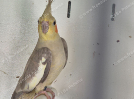Young Cockatiels and semi tame