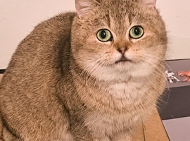 Adults female for rehoming