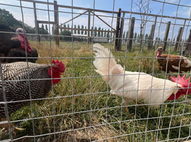 Turkeys and chickens for sale near Chelmsford
