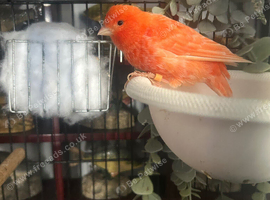 Red factor boy