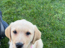 9 week Puppy Labrador