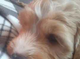 Beautiful pup