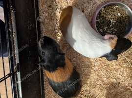 x4 female guinea pigs