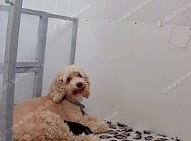 4 gorgeous cockapoo pups available in 10days