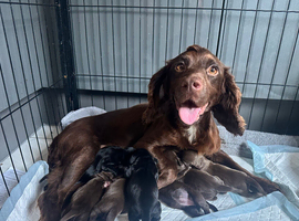 KC Registered health tested Working cocker spaniel pups