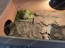 10month old Herman tortoise