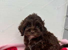Cockapoo puppies ready now!'