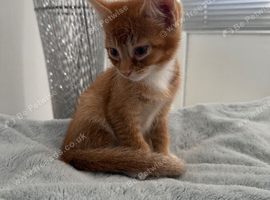 Ginger Boy For Sale
