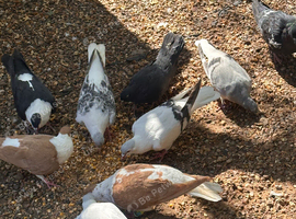 Pigeons