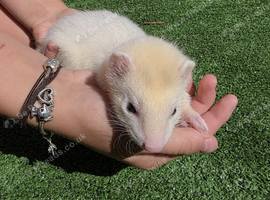 Beautiful little silver girl