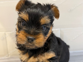 Yorkshire terrier
