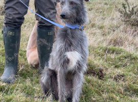 Bedlington whippet X Lurcher pups
