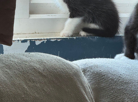 1 male kittens for sale ready to leave
