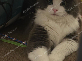 1 year old neutered male Norwegian forest cat