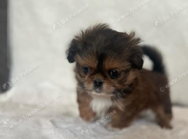 Our last shih tzu