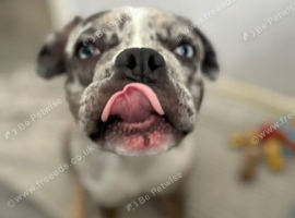 Bull dog breed merle