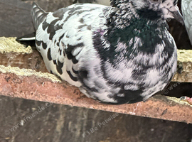 Fantail pairs white