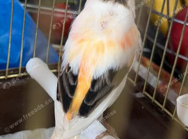 Cock canary