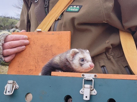 WANTED ferret