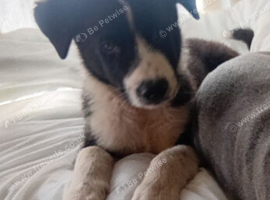 12 week old puppy