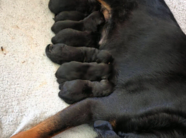 Beautiful rottweiler puppies ready to reserve