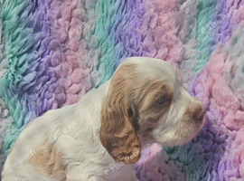 Kc show cocker spaniel