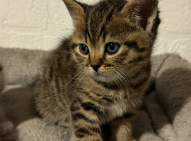 READY NOW!! British short hair x Scottish Fold kittens