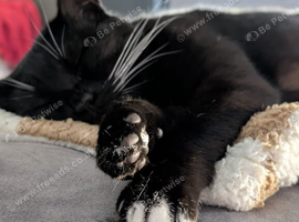 Female Cat Looking for a Loving Forever Home ️