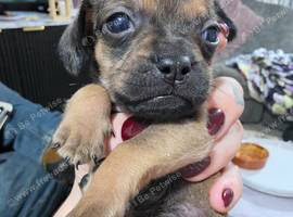 Pug/dachshund puppies