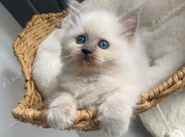 Ragdoll kittens