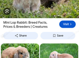 Mini lop rabbit for sake