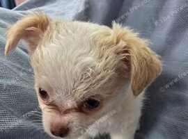Chihuahua boy puppies