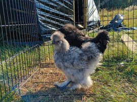 Silkie pair