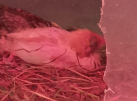 2 X colours are chocolate brown / grey/rusty red and black head cock birds brothers  &pound;6 for both or &pound;3 each