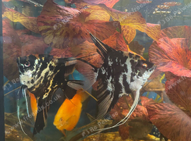 Marble Angelfish